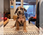 Puppy Tiffy Cane Corso