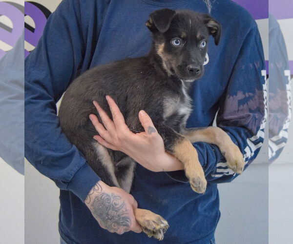 Medium Photo #2 Collie-German Shepherd Dog Mix Puppy For Sale in Huntley, IL, USA