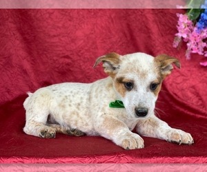 Australian Cattle Dog Puppy for sale in LANCASTER, PA, USA
