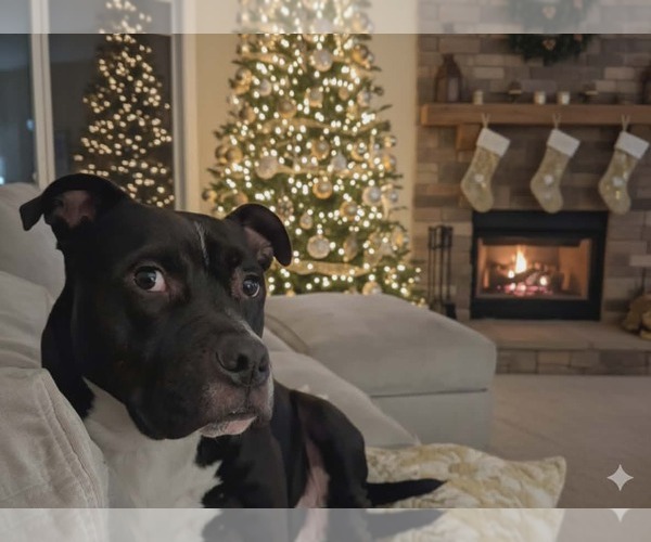 Medium Photo #5 Staffordshire Bull Terrier-Unknown Mix Puppy For Sale in Germantown, OH, USA