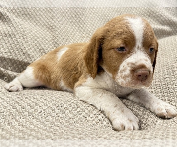 Medium Photo #3 Brittany Puppy For Sale in ORRUM, NC, USA