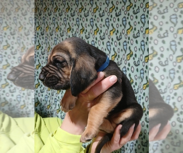 Medium Photo #5 Bloodhound Puppy For Sale in ABERDEEN, SD, USA