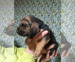 Small #4 Bloodhound