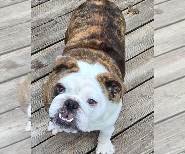 Medium Photo #6 Bulldog Puppy For Sale in Alexander, AR, USA