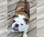Small #5 Bulldog