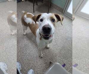 Mutt Dogs for adoption in Martinsburg, WV, USA