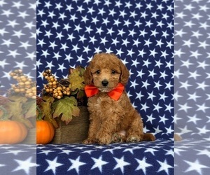 Miniature Labradoodle Puppy for sale in NOTTINGHAM, PA, USA