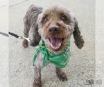 Small #1 Shih Tzu Mix