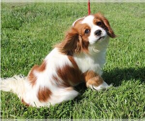 Father of the Cavalier King Charles Spaniel puppies born on 04/18/2026