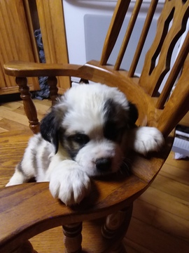 Medium Photo #1 Saint Bernard Puppy For Sale in LANCASTER, KY, USA