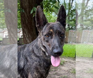 Holland Shepherd Dogs for adoption in Imlay City, MI, USA