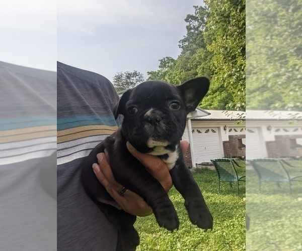 Medium Photo #13 French Bulldog Puppy For Sale in SPENCER, TN, USA