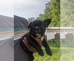 Small Photo #13 French Bulldog Puppy For Sale in SPENCER, TN, USA