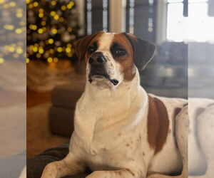 Mutt Dogs for adoption in San Diego, CA, USA