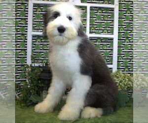 Old English Sheepdog Puppy for sale in HUTCHINSON, KS, USA