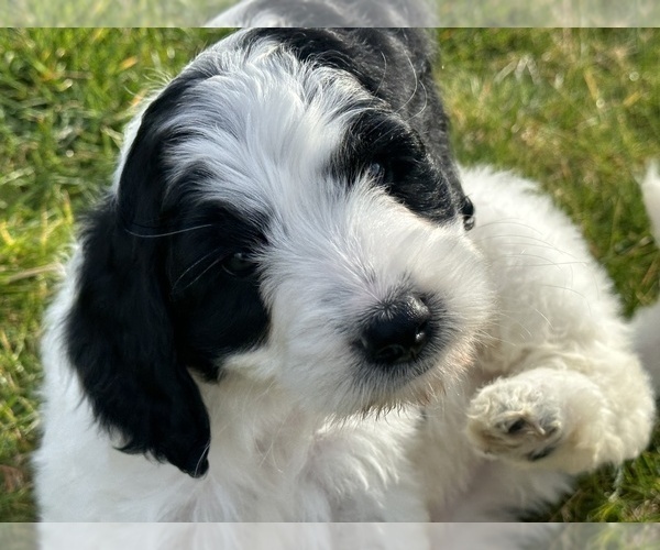 Medium Photo #6 Aussiedoodle Puppy For Sale in BREMERTON, WA, USA