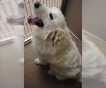 Small #1 Great Pyrenees