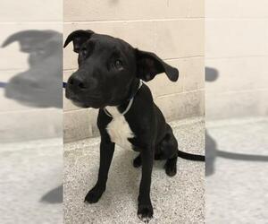 Boxer-Unknown Mix Dogs for adoption in Conroe, TX, USA