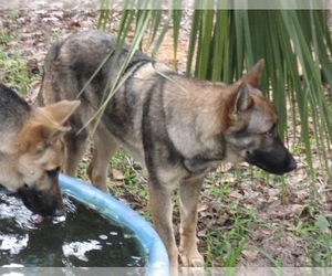 Mother of the German Shepherd Dog puppies born on 02/20/2021