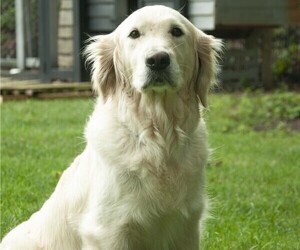 Mother of the Golden Retriever puppies born on 06/12/2025