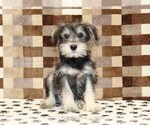 Small #2 Schnauzer (Miniature)