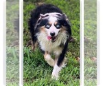 Small Photo #1 Miniature Australian Shepherd Puppy For Sale in WOODLEAF, NC, USA