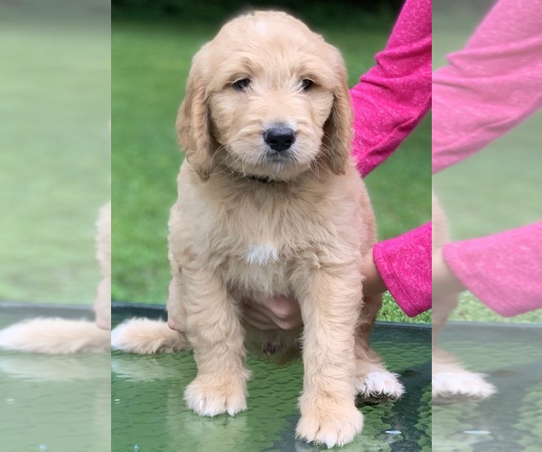 Medium Photo #7 Goldendoodle Puppy For Sale in MORGANTOWN, IN, USA