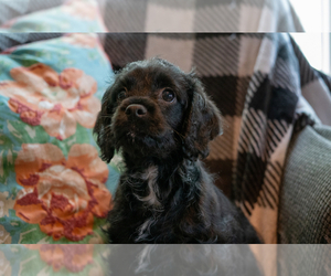Cavapoo Puppy for sale in MORAVIA, NY, USA