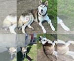 Small Huskies  Mix