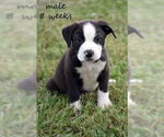 Small American Bulldog-Catahoula Leopard Dog Mix