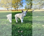 Small Photo #11 German Shepherd Dog Puppy For Sale in GREENWOOD, WI, USA