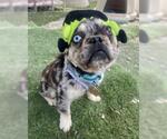 Small Photo #2 French Bulldog-Unknown Mix Puppy For Sale in Ventura, CA, USA