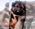 Small Photo #4 King Shepherd Puppy For Sale in YUCCA VALLEY, CA, USA