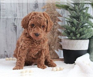 Poodle (Miniature) Puppy for sale in FREDERICKSBURG, OH, USA