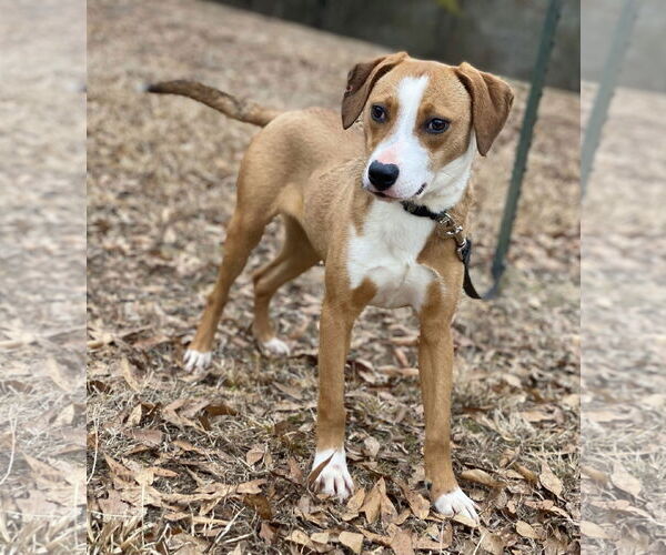 Medium Photo #6 Labbe Puppy For Sale in Attalka, AL, USA