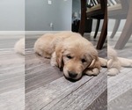 Small Photo #1 Golden Retriever Puppy For Sale in RIVERBANK, CA, USA