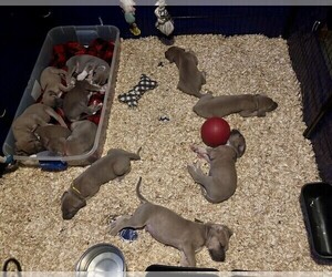 Great Dane Litter for sale in CHARLOTTESVILLE, VA, USA