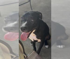 American Staffordshire Terrier-Unknown Mix Dogs for adoption in San Antonio, TX, USA