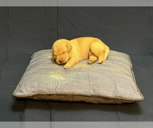 Medium Photo #20 Labrador Retriever Puppy For Sale in BARTLETT, IL, USA