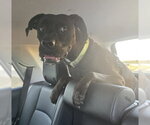 Small American Pit Bull Terrier Mix