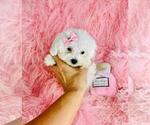 Small #16 Poodle (Toy)