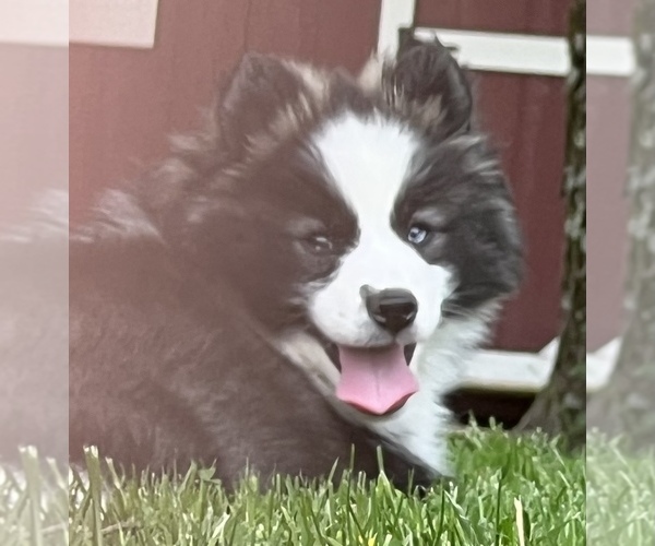 Medium Photo #10 Pomsky Puppy For Sale in BAXTER, TN, USA