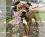 Small #1 Bullboxer Pit