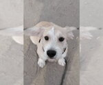 Small Mutt