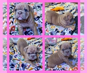 Bulldog Puppy for sale in GREERS FERRY, AR, USA