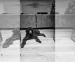 Small Photo #1 Labradoodle Puppy For Sale in TAVARES, FL, USA
