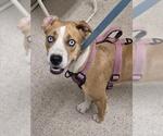 Small Mutt