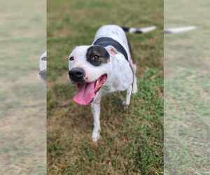 DELILAH(terrier) - Female Mutt Dog for Adoption - Photo #3