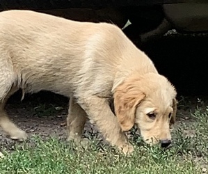 Golden Retriever Puppy for sale in FINLAYSON, MN, USA