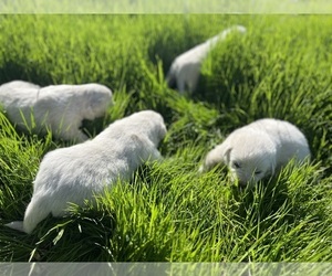Great Pyrenees Puppy for sale in JUSTIN, TX, USA